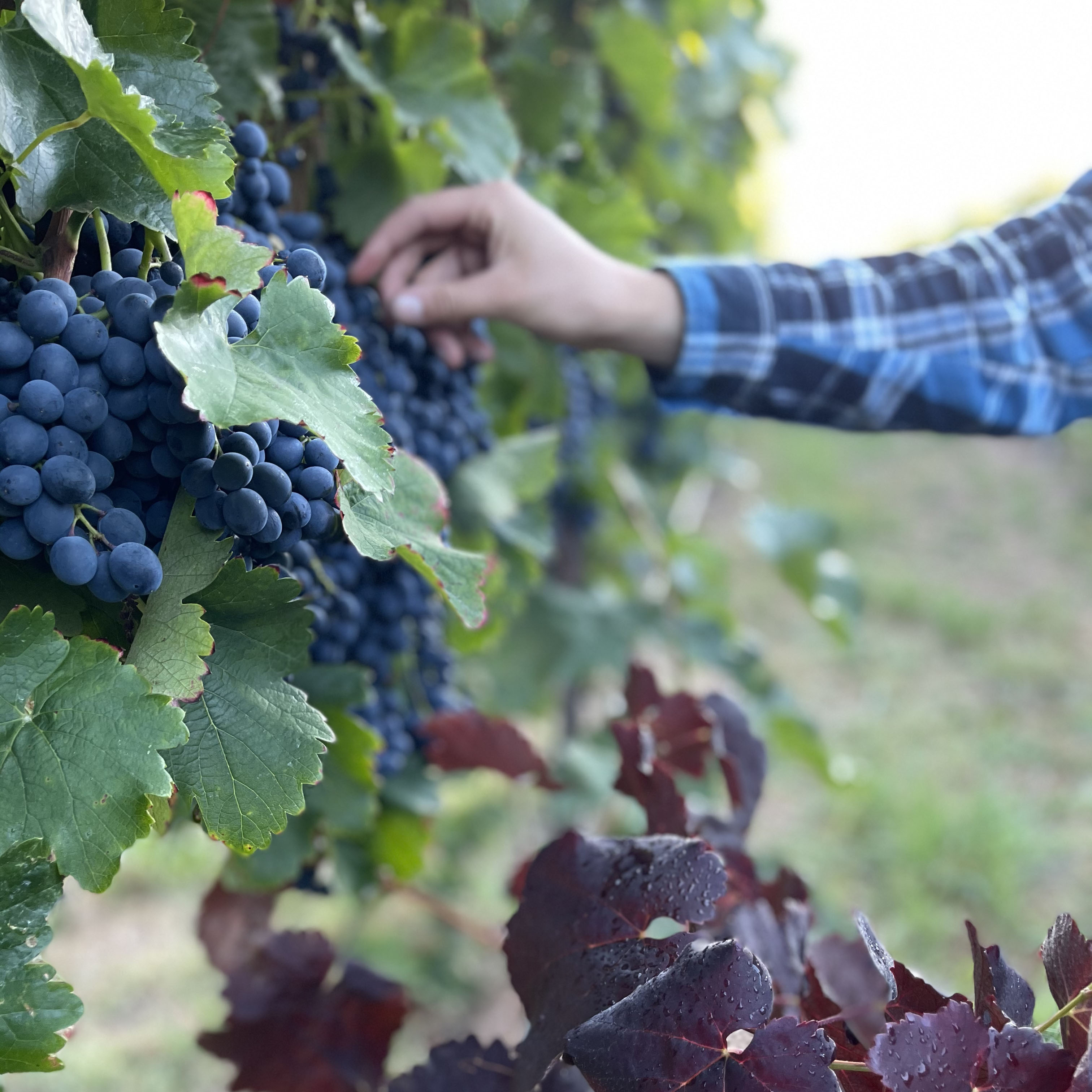 La Cantina King Valley Wine Club